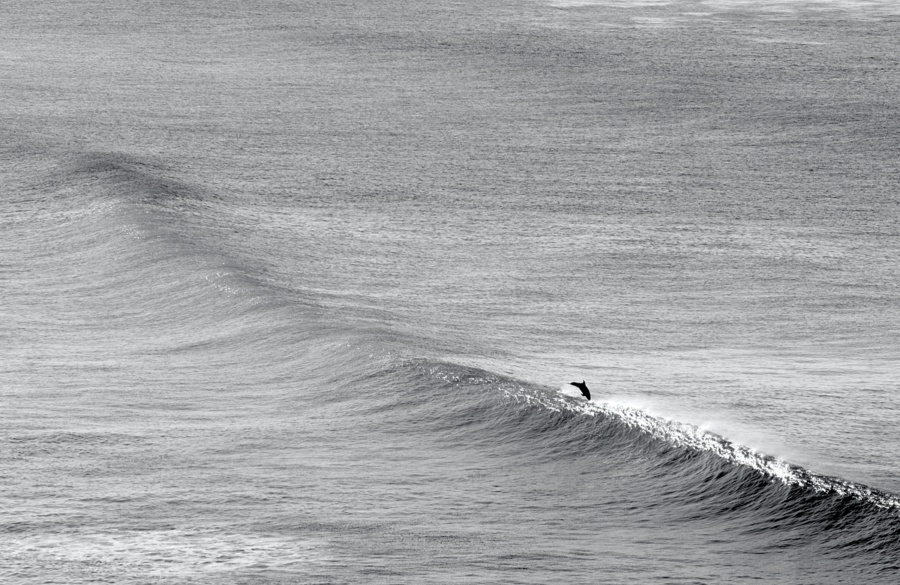 photo dauphin vague noir et blanc