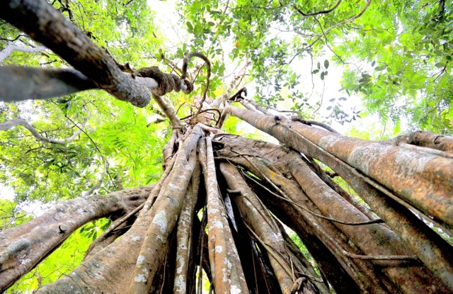 photo nature arbre racines