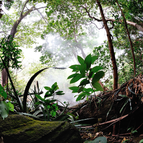 Jungle Costa Rica