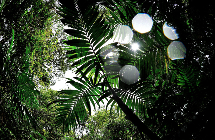 Photo jungle Costa Rica