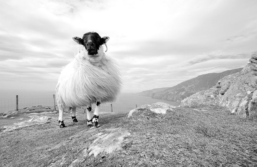 photo mouton Irlande
